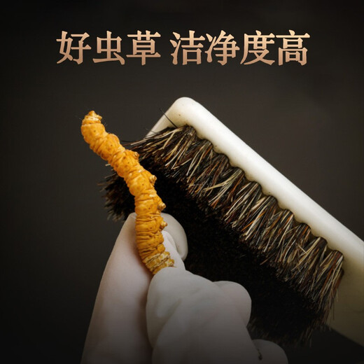 Shanwei Cordyceps sinensis 10g Total de 40 cajas de regalo de Cordyceps a gran altitud para dar regalos de alta gama a los ancianos y conocer gente noble
