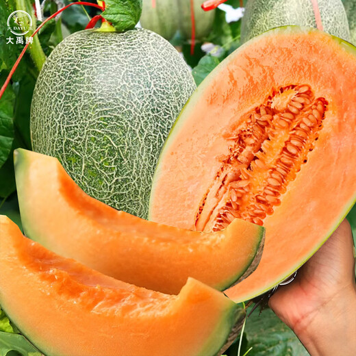Dayu Hami Melon Seed Seedlings Southern Reticulated Xinjiang Hami Melon Seeds Musk Melon Xiangyang Hami Melon Seeds 100 Fruit Musk Melons