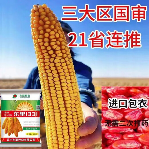 Qiule 368 corn seed wholesale lodging resistant, drought resistant and disease resistant red shaft big stick Damaya National Approval 4200 grains Tongyu 609/1kg