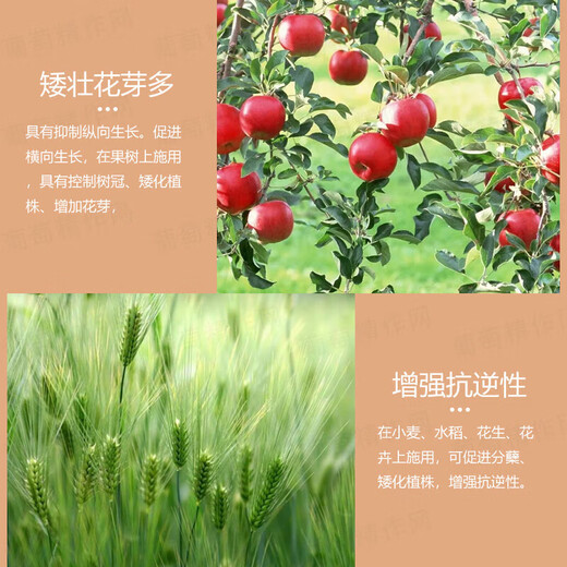 Guoguang 15% Paclobutrazol Succulent Prevents Leggy Growth and Promotes Root Development Chlormequat Fruit Tree Growth Regulator 1000g