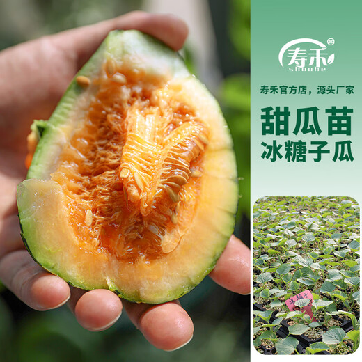 Shouhe Bingtangzi small melon seeds, tall pear-shaped melon seeds, early maturing four-season balcony potted seeds, Bingtang Prince melon seeds 80 seeds + 10 seedlings