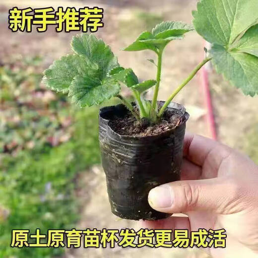 Strawberry seedlings shipped from the original soil, blooming and big fruit for four seasons, cream strawberry seedlings wholesale, fruit plug seedlings for the current year, 6 cream strawberries, shipped from the original soil + fertilizer
