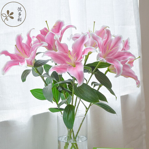 Yue Colorful AB grade high-quality perfume lilies, various living flowers for home and office, Kunming base, freshly picked for straight hair, 10 random single-color lilies (5 branches for double heads)