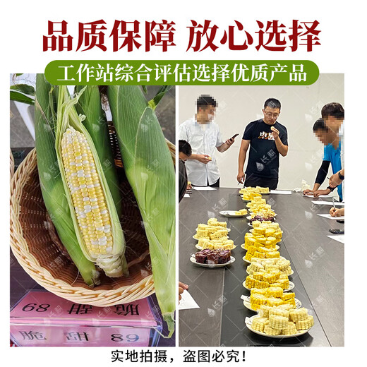 Supersüße, zweifarbige Fruchtmaissamen aus Langzeitanbau, einfach zu züchtende Zuckermaissamen, extra groß, dürreresistent, Frühling, vier Jahreszeiten, süßer Wachsmais, klebriger süßer Zhetai-süßer 928-Mais, 40 g Original