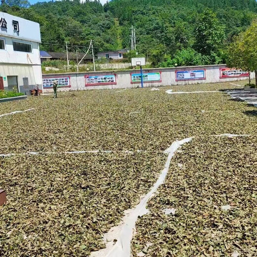 精选正宗古树青钱柳叶老树金钱柳原叶老叶泡茶青钱柳茶泡水中草药 青钱柳叶500g