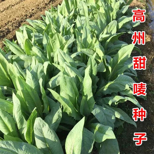 Bohui Gaozhou Sweet Wheat Seeds, Sweet Wheat Seeds, Bitter Wheat Seeds, Authentic Gaozhou Sweet Wheat Seeds, Specialty Soft, Tender and Refreshing Gaozhou Sweet Wheat Seeds 4 packs and 6 packs (40 people choose)