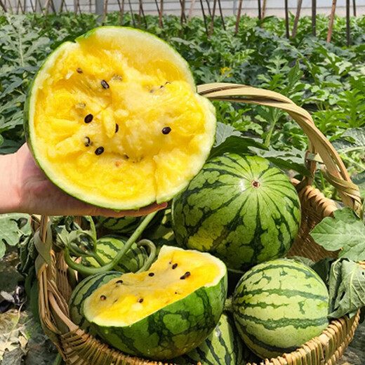 Dayu Yellow Heart Watermelon Seed Seedlings, Early Mature, Yellow Skin, Red Flesh, Yellow Flesh, Special Xiaofeng Watermelon Seeds, Southern Fruit, Yellow Flesh, Xiaolan Watermelon Seeds, 10 capsules