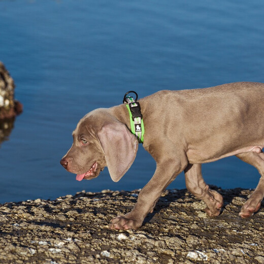 TRUELOVE pet dog collar dog collar puppy reflective collar collar anti-strangle soft and comfortable medium-sized Yuemei red M size