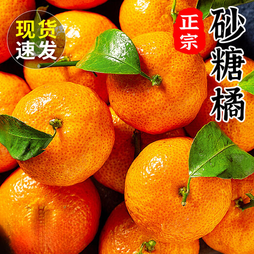 Authentic Guangxi sugar orange fresh fruit seasonal golden autumn tangerine seedless small sugar orange whole box 3Jin Jin equal to 0.5kg, pure sweet and no residue Authentic Guangxi sugar orange fresh fruit seasonal golden autumn tangerine seedless small sugar orange whole box 3Jin Jin equal to 0.5kg, pure sweet and no residue