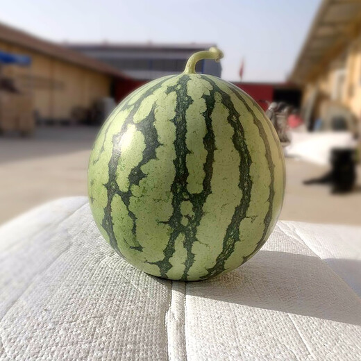 Zhongke Maohua vegetable and fruit seeds Xiyu Zaojia 8424 watermelon seeds Xinjiang 8424 Kirin watermelon seeds high purity Xiyu Zaojia 8424-1000 capsules/box