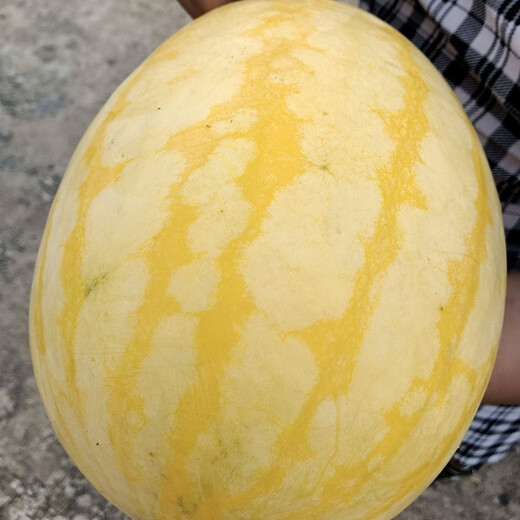Shouhe yellow-skinned and red-flesh watermelon seeds for all seasons Jinlinglong yellow-skinned watermelon seeds 10 capsules 3 early maturing