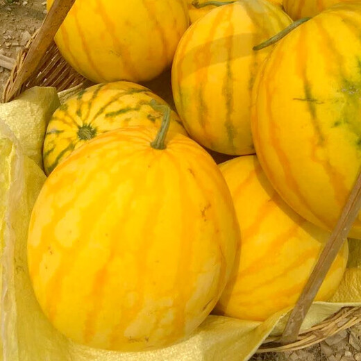 Shouhe yellow-skinned and red-flesh watermelon seeds for all seasons Jinlinglong yellow-skinned watermelon seeds 10 capsules 3 early maturing