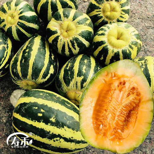 Shouhe Xinjiang Hami melon seeds, southern and northern early-maturing super sweet Xiangfei reticulated honeydew melon seeds, Shouhe Weifeng Bingtang Prince melon seeds 80 capsules