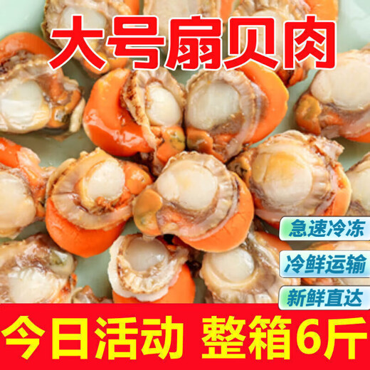Extra Large Scallop Meat Fresh Frozen Chaoshan Yaozhu Seafood Aquatic Shellfish 5Jin Jin is equal to 0.5kg Large Scallop Meat