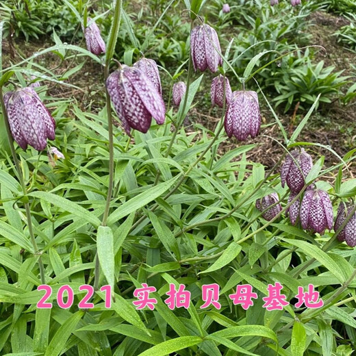 Fritillary bulbs, Hubei Fritillary seedlings, Sichuan Fritillary seedlings, Chinese medicinal Fritillary bulbs, Fritillaria seedlings 5 pieces