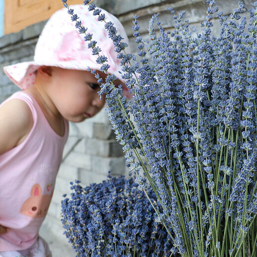 AIMAN dried lavender bouquet living room home decoration natural dried bouquet real flower aromatherapy internet celebrity flower arrangement ins gift 250g space blue half Jin Jin equals 0.5kg dark blue new summer flowers all in English newspaper packaging