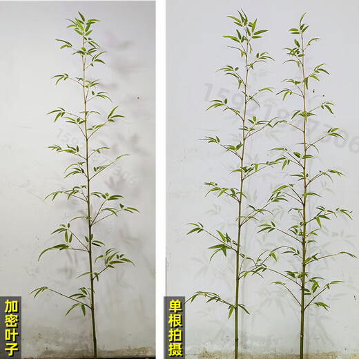 Hua e flow simulated bamboo outdoor decoration fake bamboo simulated plant landscaping bionic bamboo outdoor green plants 2.0 meters high 100 roots