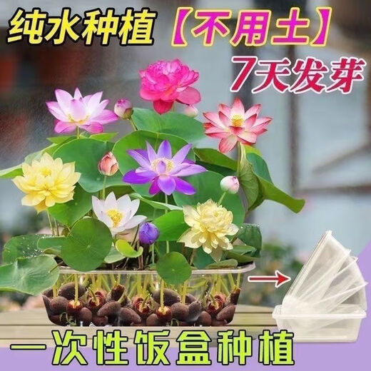 Bowl of lotus seeds, colorful hydroponic flowers, water-grown four-season lotus, lotus seeds, lotus root green water plants, mixed-color bowl of lotus seeds, budding when exposed to water, blooming in all seasons, 100% budding, 10 capsules, multi-color mixed, already opened