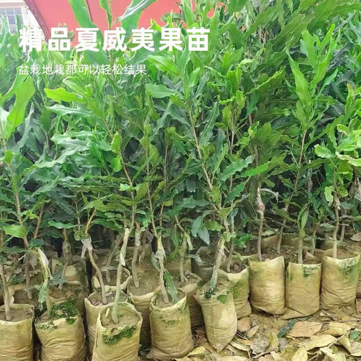 桂热一号坚果苗澳洲夏威夷果正宗矮化嫁接苗庭院常绿树苗带土发货 695号坚果四年【带营养杯发货】 90cm(含)-99cm(含)
