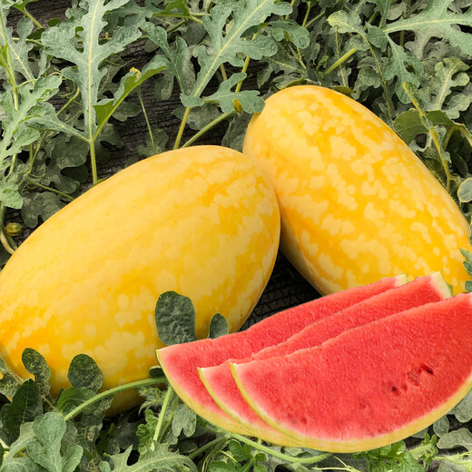 Long-cultivation, early-maturing Golden Beauty watermelon seeds, southern spring and four seasons yellow-skinned, red-fleshed watermelon seeds, balcony potted fruit seeds, Golden Beauty Watermelon 1g