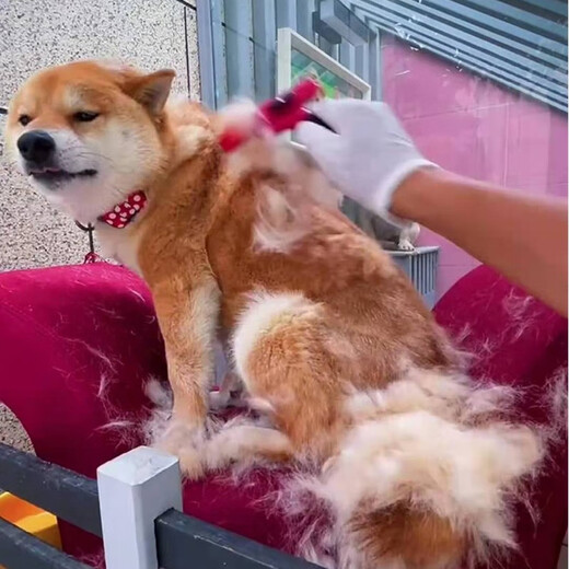 Aipu Dog Comb Dog Hair Cleaning Artifact Cat Comb Removes Cat Hair Brushing Artifact Removes Floating Hair Comb L Size - Special for Short and Medium-haired Dogs