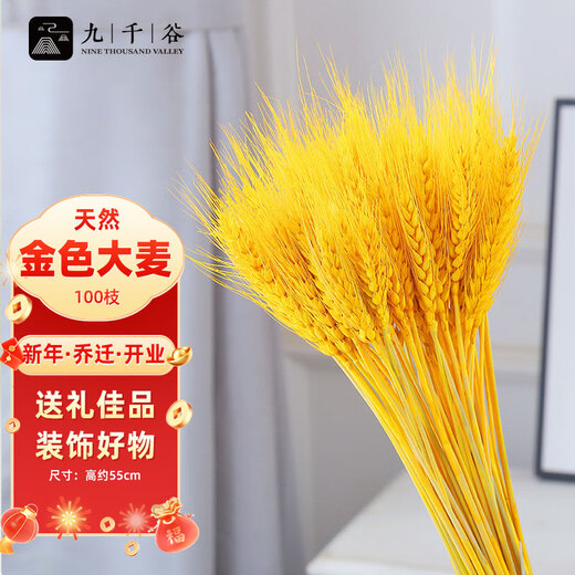 Jiuqiangu wheat ears dried bouquet opening housewarming barley decorative ornaments living room entrance fake flower arrangement gold 100 pieces 4398