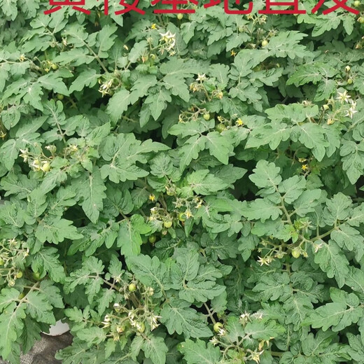 Tomato potted imported tomato seedlings with flowers and fruits four seasons tomato fruit flower seedlings edible outdoor cherry tomatoes small tomato potted with fruit shipped 1 pot