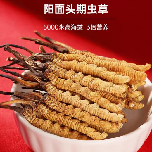 Cordyceps sinensis (SF Express Direct Delivery) Tibetano a gran altitud Cordyceps sinensis Regalo de regalo Atmosférico y de alta gama Nago Cordyceps sinensis 0.6 gramos de 100 piezas Pack 5 piezas