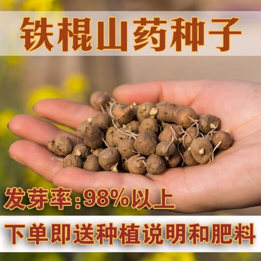 Authentic Iron Bar Yam Bean Seed Farmer Huaiyam Seedlings Yam Mouth Germinated Yam Bean Nursery Potted Plant Germination Grain (500) Authentic Iron Bar Yam Bean
