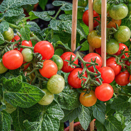 Beishu dwarf tomato seed seedlings vegetable red pearl small tomato seeds dwarf potted red tomato seeds 50 capsules