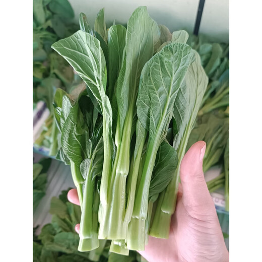 广东四九甜菜心种子白菜红菜苔四季蔬菜种籽孑连州增城迟青菜秋季 长合80天尖叶甜菜心种约25克