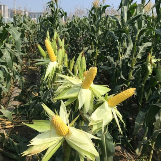 Wangyuanxing Golden Crown 597 corn seed big stick fruit corn super sweet sunflower sweet corn seed 400g can Golden Crown 597 5 cans