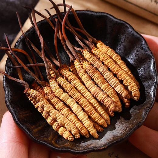 Cordyceps de Mountain Cordyceps Sinensis sélectionné de haute qualité, propre et lyophilisé Cordyceps dodyceps et ininterrompu Boîte-cadeau du Nouvel An 3-5 pièces / gramme