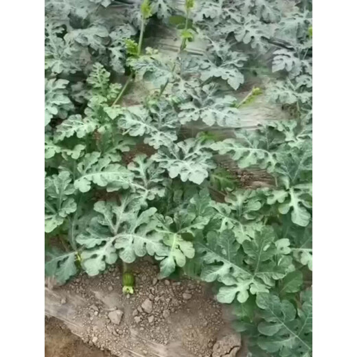 Sweet 4K Watermelon Seeds Spring and Autumn Sowing Station Divine Watermelon Seeds Thin Skin Dry Juice High Sweetness Low Temperature and Low Light Resistance 600 capsules/bag