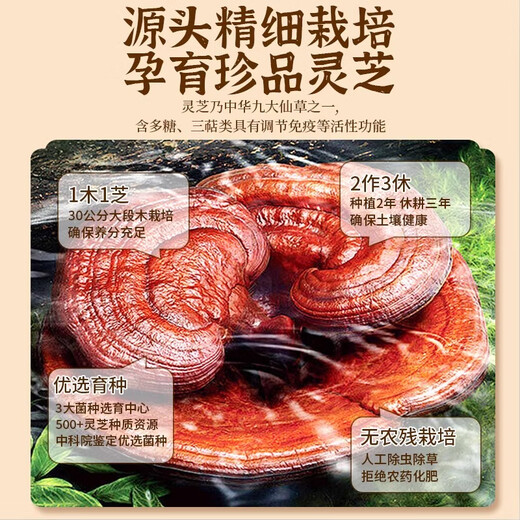 Postal canadiense [Productos posteriores a la agricultura] Ganoderma Lucidum Spore Powder 100g mejora la inmunidad y calma la mente y ayuda al regalo de la nutrición y la nutrición del sueño