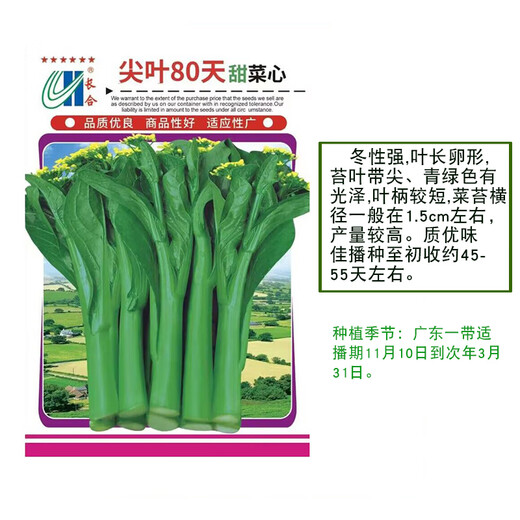 广东四九甜菜心种子白菜红菜苔四季蔬菜种籽孑连州增城迟青菜秋季 长合80天尖叶甜菜心种约25克