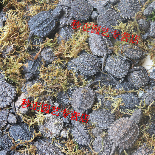 OIMG small snapping turtle live seedling pet turtle size active ornamental turtle water turtle crocodile turtle mixed Buddha new product snapping turtle 5-6 cm