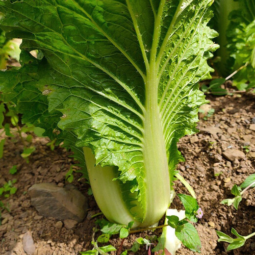 Shouhe Tianjin green hemp leaf Chinese cabbage seeds winter storage vegetable seeds field planting high pile long summer and autumn green cabbage mussels Tianjin green hemp leaf cabbage seeds 15gx2 bags