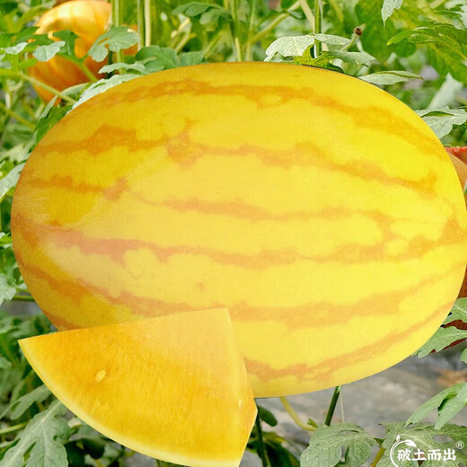 Dayu Yellow Heart Watermelon Seeds, Early Maturity, Yellow Skin, Red Flesh, Yellow Flesh, Special Xiaofeng Watermelon Seeds, Southern Fruit, Huang Meiren, Yellow Skin, Yellow Flesh Watermelon Seeds, 20 capsules, 3 bags