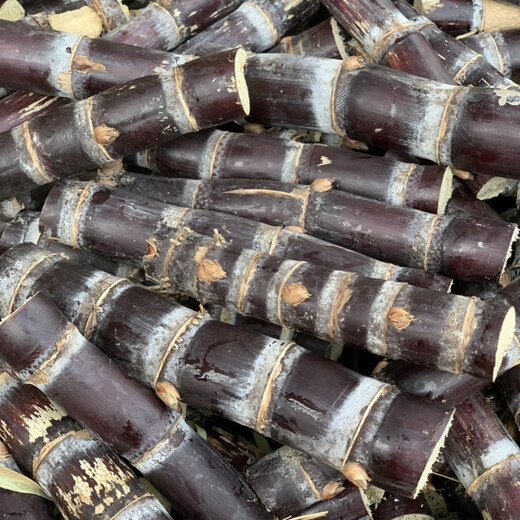 Authentic Guangxi black-skinned sugarcane seedlings, middle-section sugarcane seeds, sugarcane spores, full sugarcane tips, 100 black-skinned sugarcane seedlings
