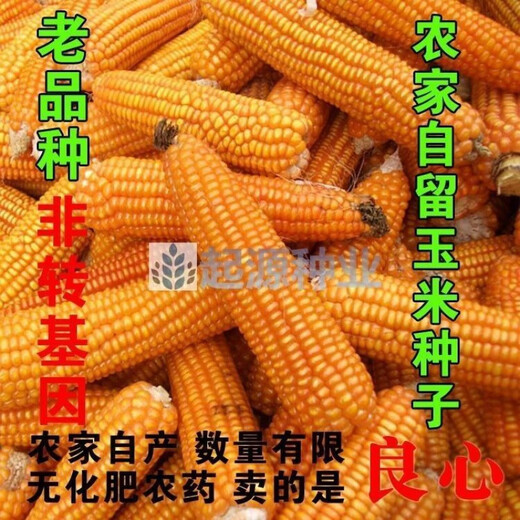 Princess Pomelo old variety yellow corn kernels self-saved seeds farmer stupid corn seeds can be self-saved old corn seeds 50 grams old corn seeds 100 grams