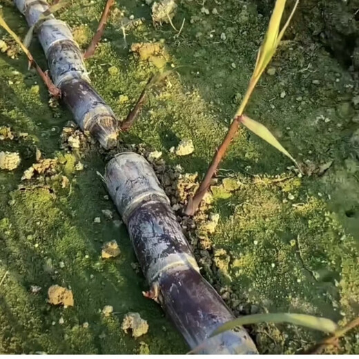 Authentic Guangxi black-skinned sugarcane seedlings, middle-section sugarcane seeds, sugarcane spores, full sugarcane tips, 100 black-skinned sugarcane seedlings