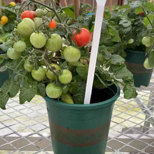 Tomato potted imported tomato seedlings with flowers and fruits four seasons tomato fruit flower seedlings edible outdoor cherry tomatoes small tomato potted with fruit shipped 1 pot