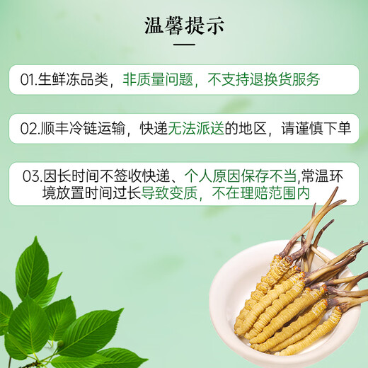 Zangxitang [erstes frisches Gras im Jahr 2025] Fresh Cordyceps sinensis, frischer Cordyceps sinensis, nahrhafte Nahrungsergänzungsmittel, 0,6 g/Wurzel, 30 Wurzeln