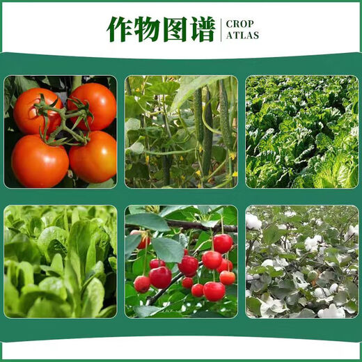 Jianpai 1.8% sodium nitrophenolate aqueous solution protects flowers and fruits, plant growth regulator, growth-promoting sodium nitrophenolate 500g