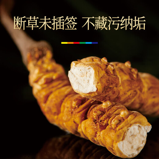 Kristallgras Cordyceps sinensis cordycep