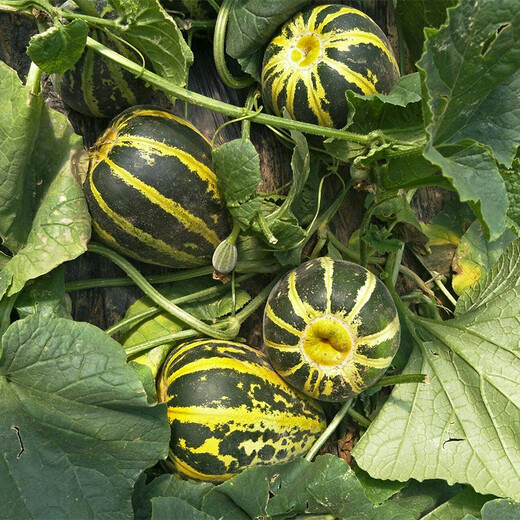 Shouhe Bingtangzi melon seed seedlings winter and spring fruit seeds melon home planting Bingtang Prince seeds 60 capsules * 4 bags