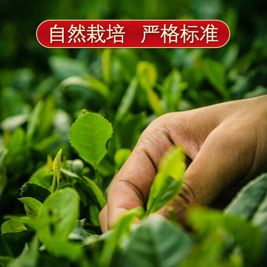 尚轩阿里山比赛茶 台湾原装进口 高山茶礼盒装 奶香金萱乌龙茶 300g