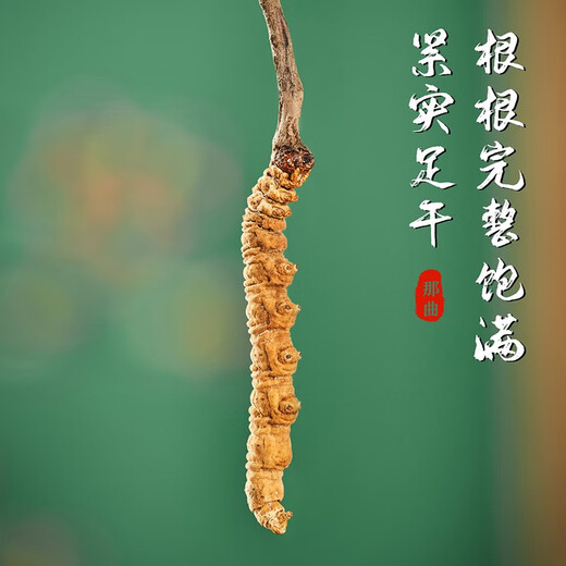 
Shengdikangzang [Festive Gift] Wild Cordyceps sinensis in Nagqu Nagqu Nagqu High-altitude Cordyceps Selected Gift Box 3 pieces/gram 20 grams