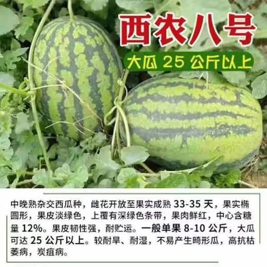 8424 Authentic Grafted Seedlings with Soil and Seedless Midu Kirin Early Mature Seedlings Watermelon Seedlings Xinong No. 8 Watermelon Seedlings Buy 10+10 Real Hair 20 Plants + Fertilizer